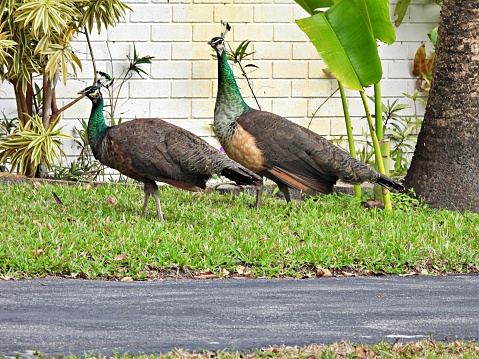 Peahens - profile view