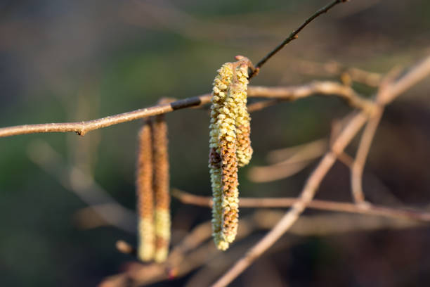 Corylus avellana, common hazel spring male catkins closeup selective focus
