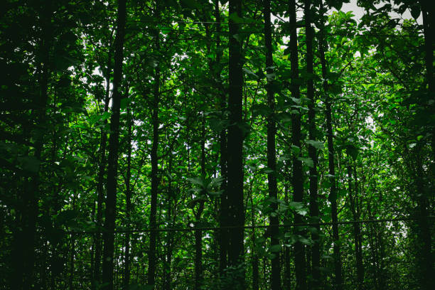 Summer deciduous forest in even moderate light. The thin trunks and branches of trees are densely covered with green leaves.