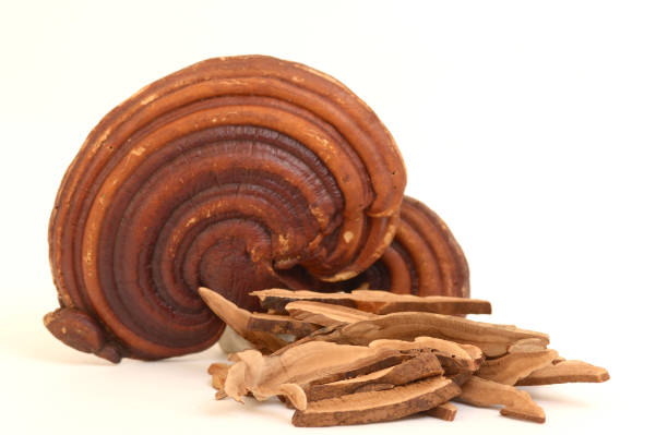 istock Red reishi Mushroom (Lingzhi) isolated on white background. 2059877873
