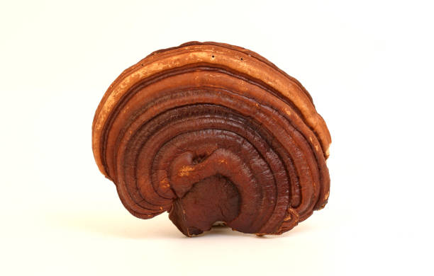 Red reishi Mushroom (Lingzhi) isolated on white background.
