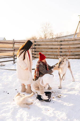 Vertical shot of happy young family of little child boy, loving mother and father feeding cute young reindeer on snowy farm on sunny winter day. Concept of ecotourism at wintertime.
