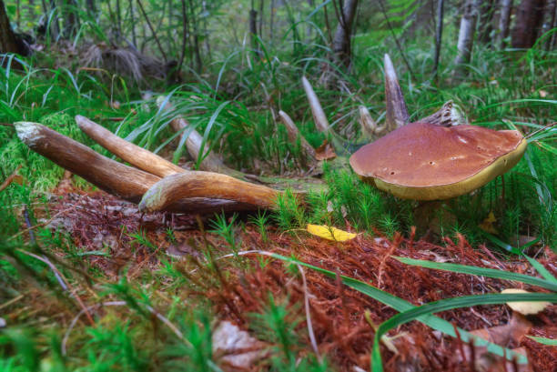 istock mushrooms in the forest 2059911758