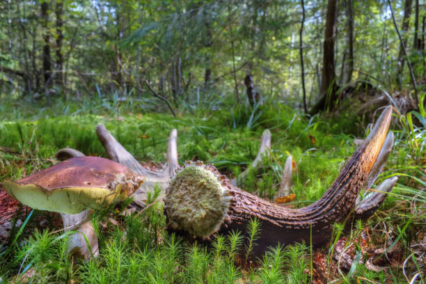 Edible porcini mushroom grows in the forest. Moose antlers lie on the ground.