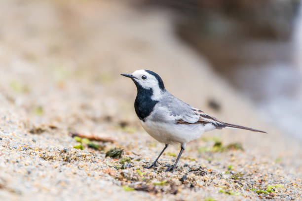 istock Wagtail sits on the ground with a beautiful blurred background. 2059931473