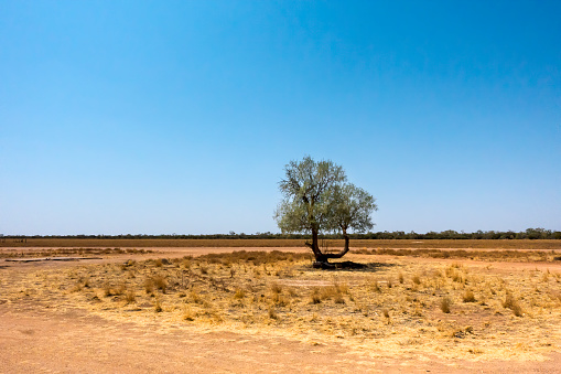 Single small tree, dry grass  and gravel road near Boulia in Outback Queensland, Australia