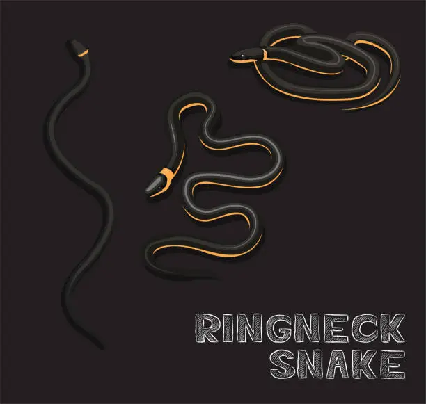 Vector illustration of Snake Ringneck Cartoon Vector Illustration