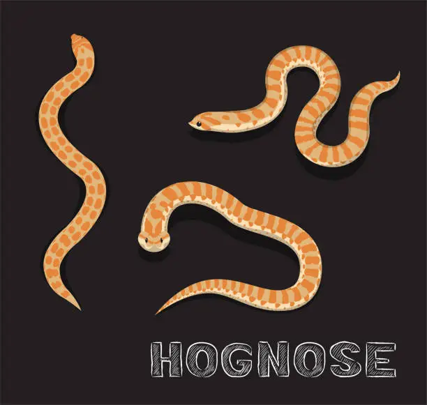 Vector illustration of Snake Hognose Cartoon Vector Illustration