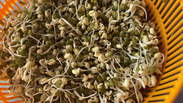 Micro-greenery. Sprouted mung beans, green mung beans in plastic dishes on the table. Juicy seedlings. Healthy food for vegans.