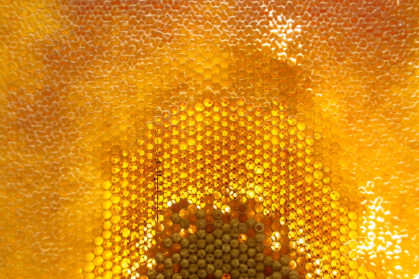 Texture of honeycombs close up.fresh honey in cells. Yellow wax honeycombs from the hive.Close up of honeycomb