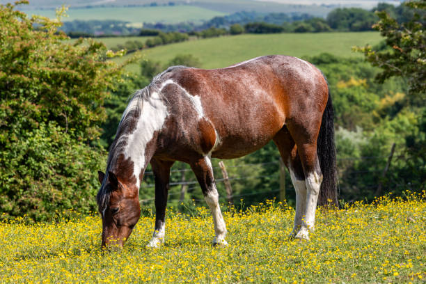 サウスダウンズの野原で草を食む馬のクローズアップで、被写界深度が浅い - horse close up non urban scene spring ストックフォトと画像