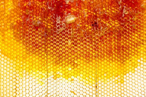 istock Drop of bee honey drip from hexagonal honeycombs filled with golden nectar 2059987889