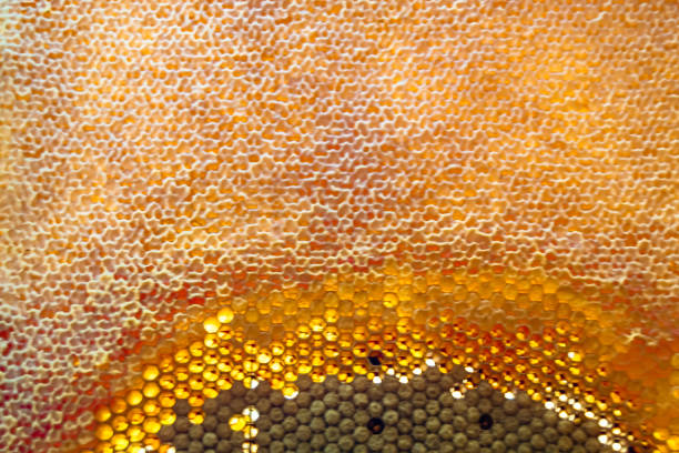 Drop of bee honey drip from hexagonal honeycombs filled with golden nectar, honeycombs summer composition consisting of drop natural honey, drip on wax frame bee, drop of bee honey drip in honeycombs