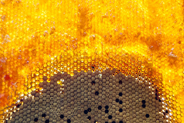 istock Drop of bee honey drip from hexagonal honeycombs filled with golden nectar 2059988066