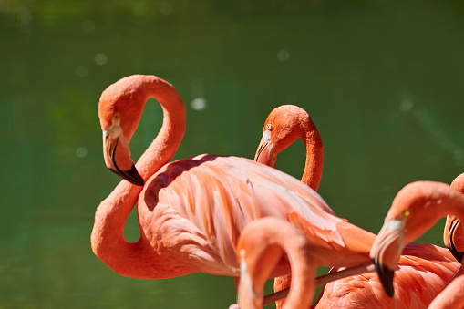 Flamingos are a type of wading bird in the family Phoenicopteridae, the only bird family in the order Phoenicopteriformes. Four flamingo species are distributed throughout the Americas, including the Caribbean, and two species are native to Africa, Asia, and Europe.