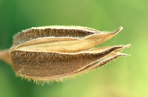 The milkweed splits seeds with white fluff at the end of maturation.