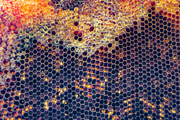 istock Drop of bee honey drip from hexagonal honeycombs filled with golden nectar 2059998351