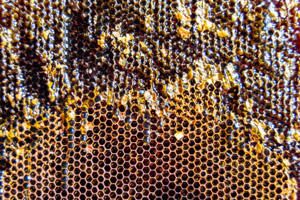 honey in summer