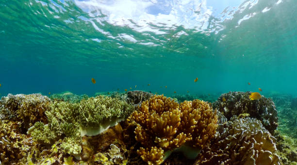 istock Undersea world of a coral reef and tropical fish. 2060017029