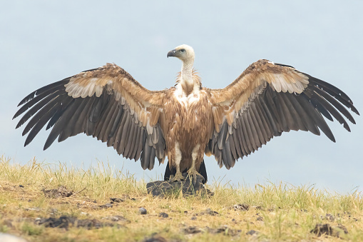 Daytime front-view portrait of a single Eurasian griffon vulture (Gyps fulvus) sitting still and looking concentrated ahead, shallow DOF with focus on the eye