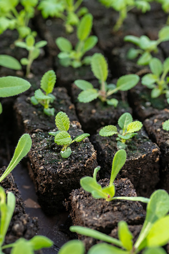 Flower seedlings growing in soil blocks. Soil blocking is a seed starting technique that relies on planting seeds in cubes of soil rather than plastic cell trays or pots.