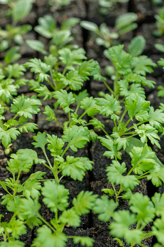 Feverfew seedlings in soil blocks. Soil blocking is a seed starting technique that relies on planting seeds in cubes of soil rather than plastic cell trays or pots.