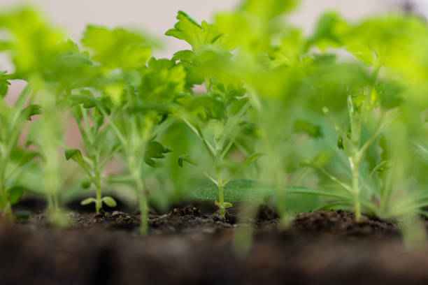 Feverfew seedlings in soil blocks. Soil blocking is a seed starting technique that relies on planting seeds in cubes of soil rather than plastic cell trays or pots.