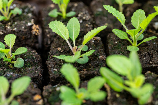 Salvia seedlings in soil blocks. Soil blocking is a seed starting technique that relies on planting seeds in cubes of soil rather than plastic cell trays or pots.