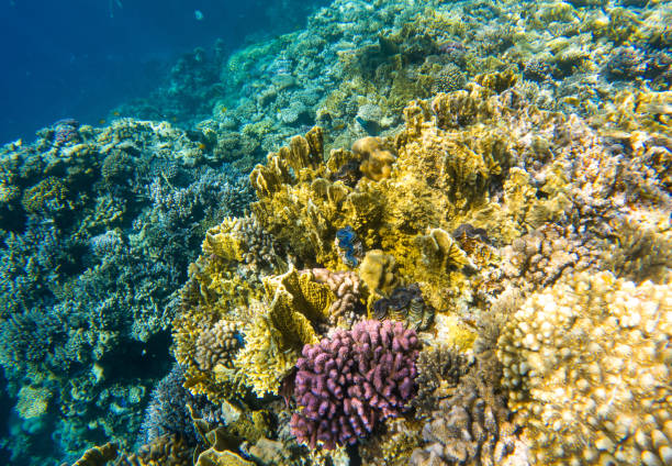 istock Coral reef under sea water. 2060026105