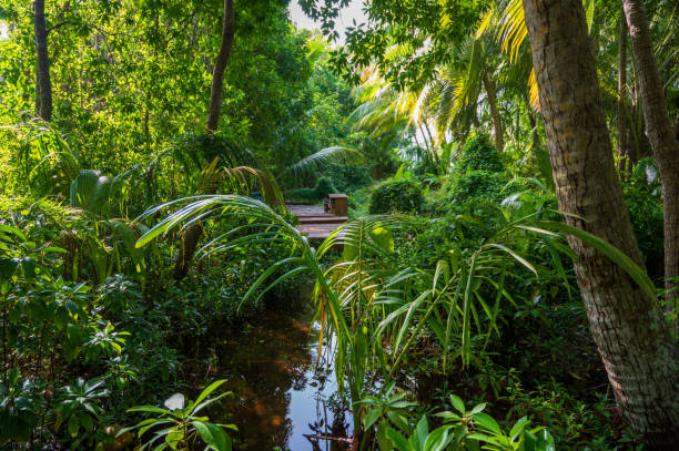 istock Dense tropical vegetation in the rainforest. 2060030540