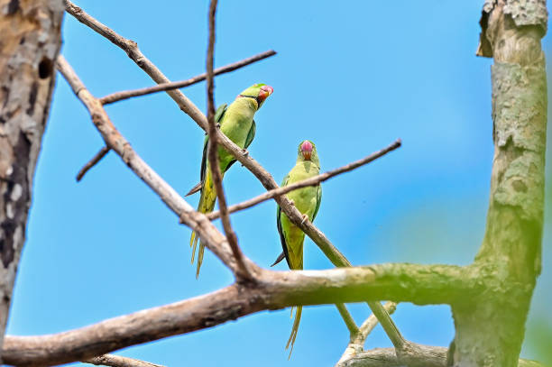 Psittacula eupatria during the mating season, the male parrot will find food to feed to the female bird. Alexandrine patakeet, Large Parakeet, birds nearing extinction on Dipterocarpus alatus roxb, in Nonthaburi, Thailand Psittacula eupatria during the mating season, the male parrot will find food to feed to the female bird. Alexandrine patakeet, Large Parakeet, birds nearing extinction on Dipterocarpus alatus roxb, in Nonthaburi, Thailand male alexandrine parakeet (psittacula eupatria) stock pictures, royalty-free photos & images