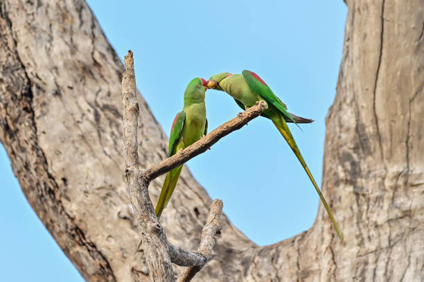 Psittacula eupatria during the mating season, the male parrot will find food to feed to the female bird. Alexandrine patakeet, Large Parakeet, birds nearing extinction on Dipterocarpus alatus roxb, in Nonthaburi, Thailand Psittacula eupatria during the mating season, the male parrot will find food to feed to the female bird. Alexandrine patakeet, Large Parakeet, birds nearing extinction on Dipterocarpus alatus roxb, in Nonthaburi, Thailand male alexandrine parakeet (psittacula eupatria) stock pictures, royalty-free photos & images