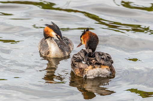 Two Crested Grebes swimming in the water with chickens on the back