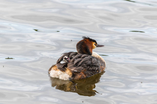 istock Crested Grebe with a newborn chick on the back swimming in the water 2060044183