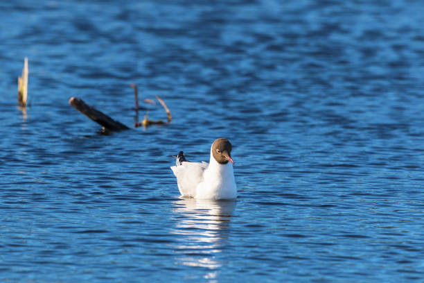 Black-headed gull swimming in the water