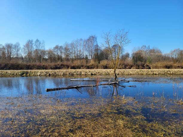Spring landscape with a lake and trees