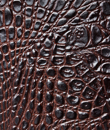 Crocodile skin texture or background