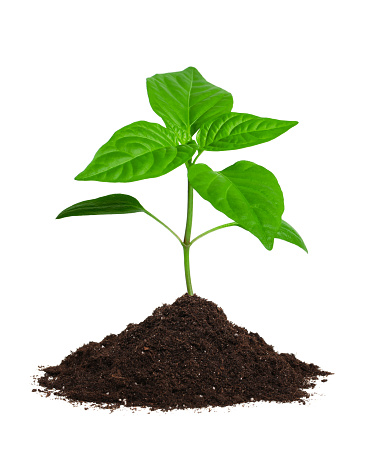 Green sprout (bell pepper) growing from the heap of soil. Isolated on a white background.