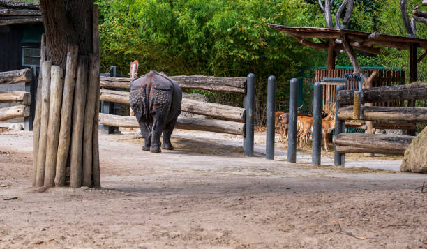 istock The back of a rhinoceros in a paddock. 2060074919