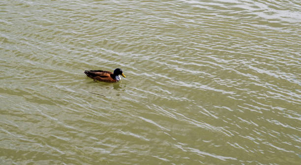 istock Brown duck swims in water. 2060076540