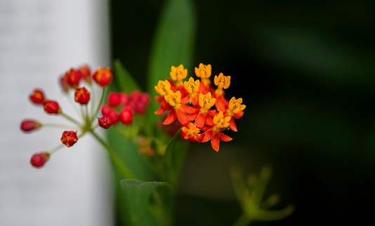 Close-up of the orange-yellow flowers of the Asclepias plant with a dark blurred background