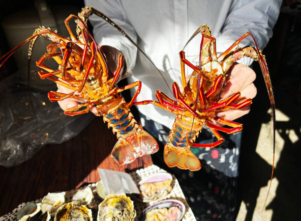 soulevez une langouste fraîche préfecture de mie, japon - gourmet food lobster seafood photos et images de collection