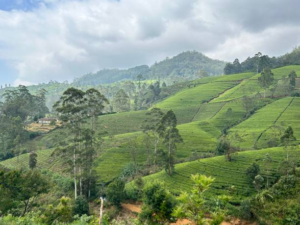 istock A green rolling landscape of tea terraces 2060098290
