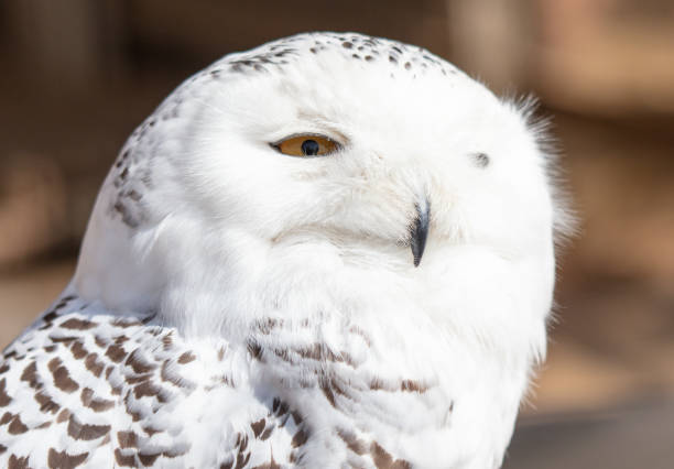 Owl portrait in the zoo. Close-up.