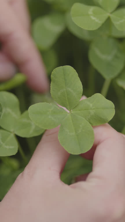 Human hand finding a four-leaf clover lucky charm in a green clover field