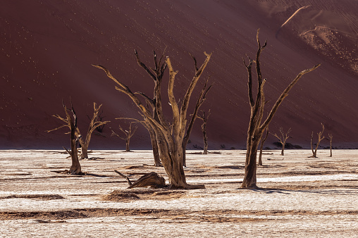 Dead Trees against against the red backdrop of the towering sand dunes of Namibia's Deadvlei