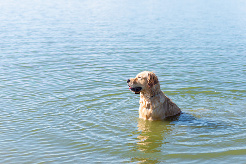 Rio was excited to jump into the water. After having the hot shot, i was going to swim with the dog.