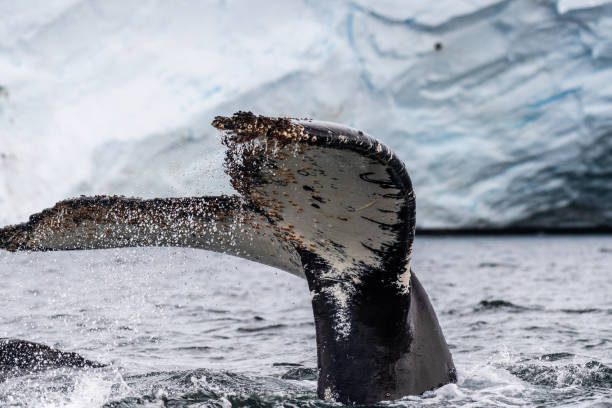 istock Tail of a humpback whale in the Antarctic 2060111270
