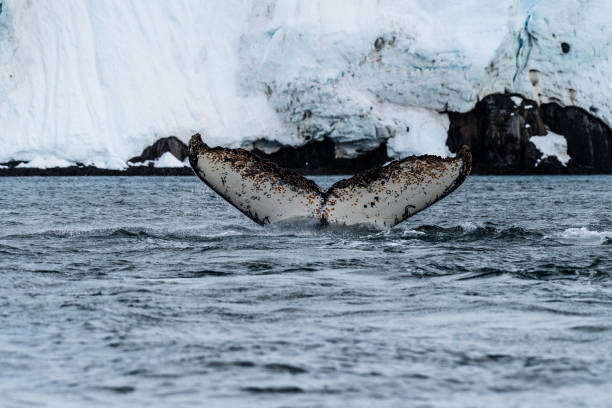 istock Tail of a humpback whale in the Antarctic 2060111288