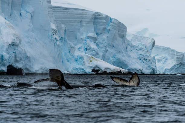 istock Tail of a humpback whale in the Antarctic 2060111289